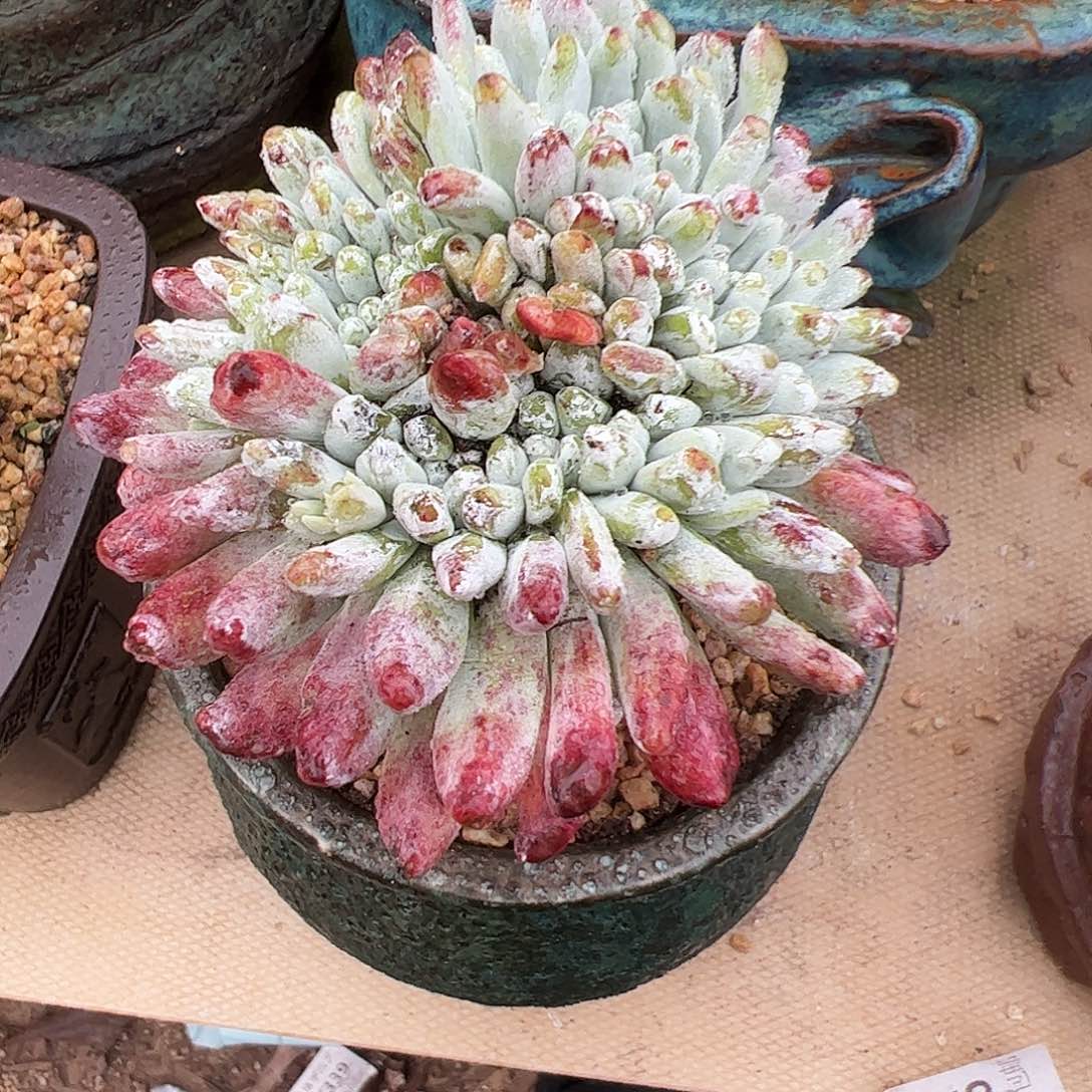 1746海瑟拇指缀化仙女杯多肉