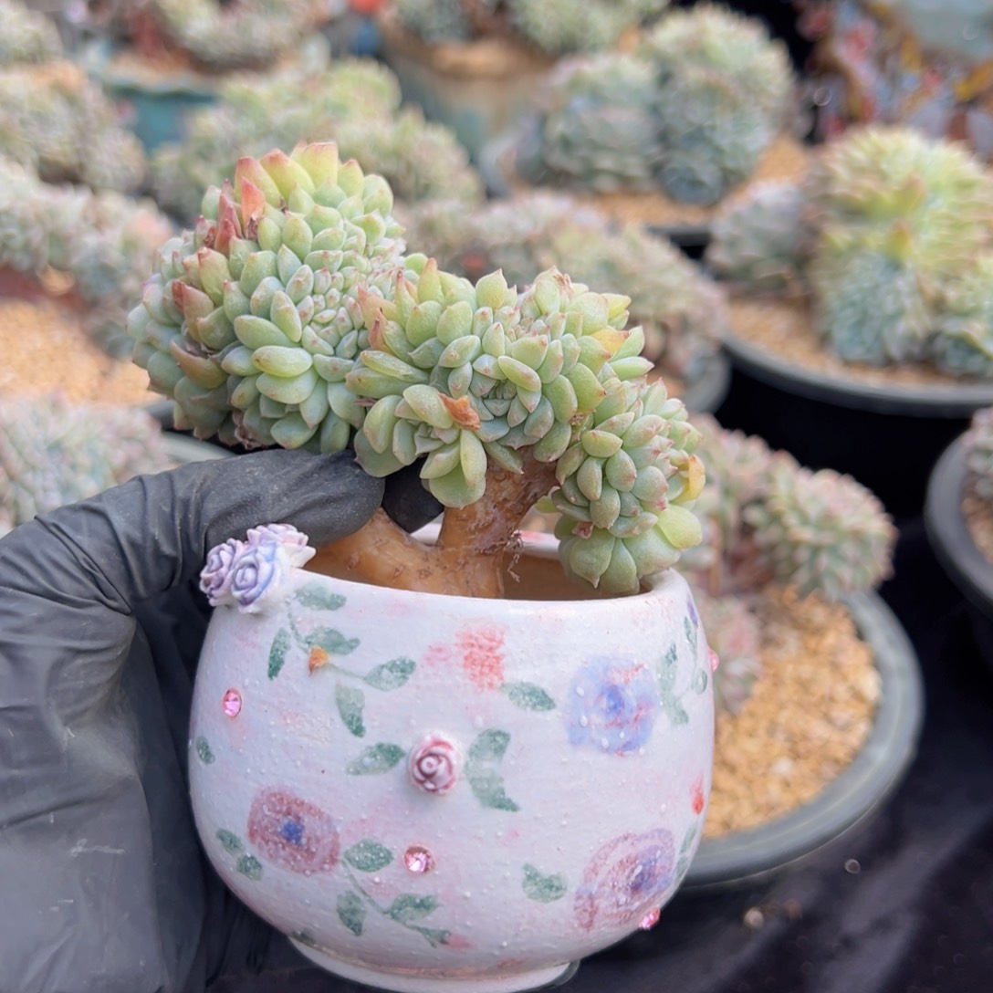 新年快乐秘境福利