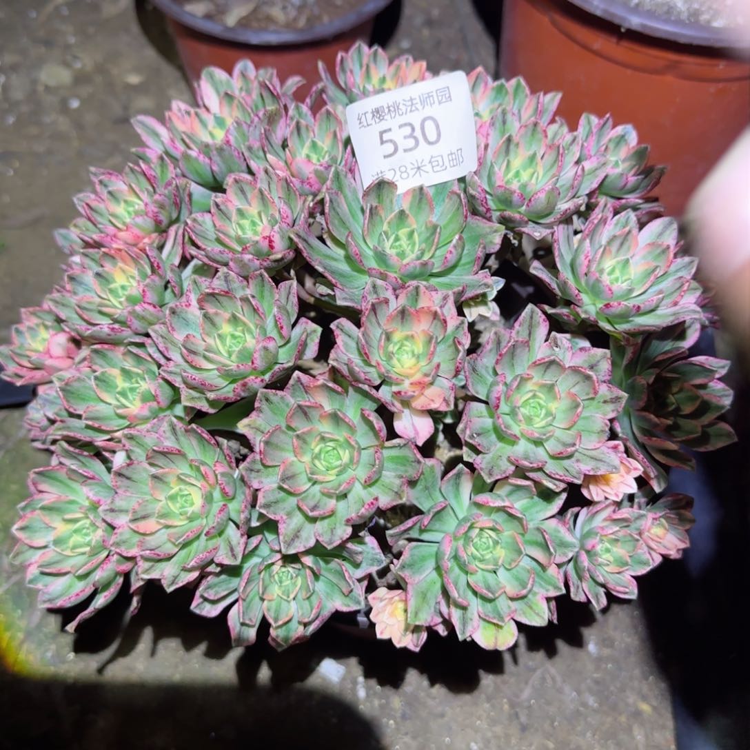 甜茶法师多肉530