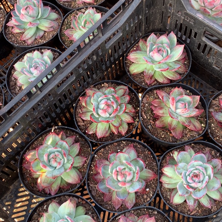 外翻拉丝惊鸿仙子多肉植物