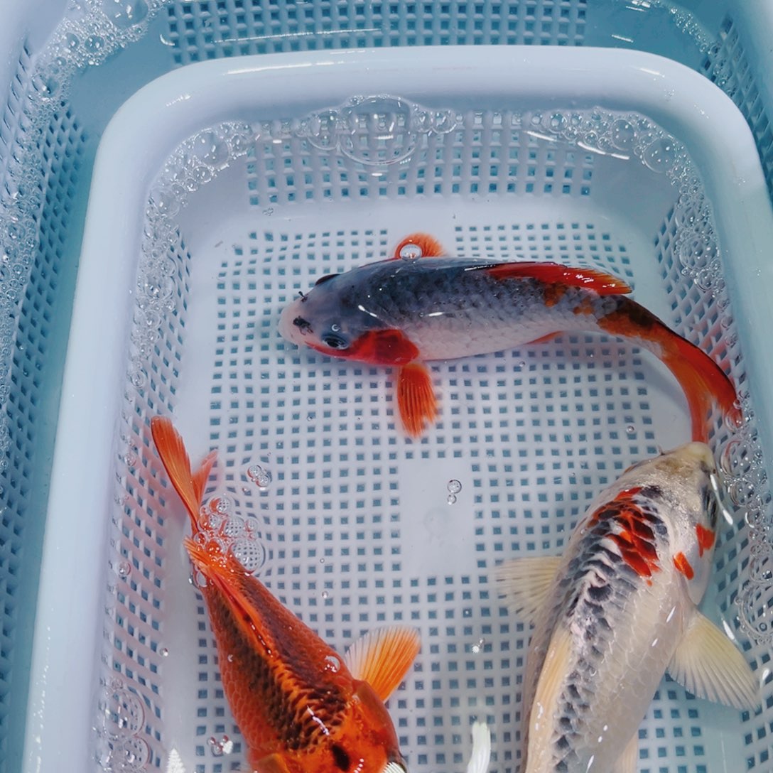 锦鲤锦鲤冷水鱼观赏143
