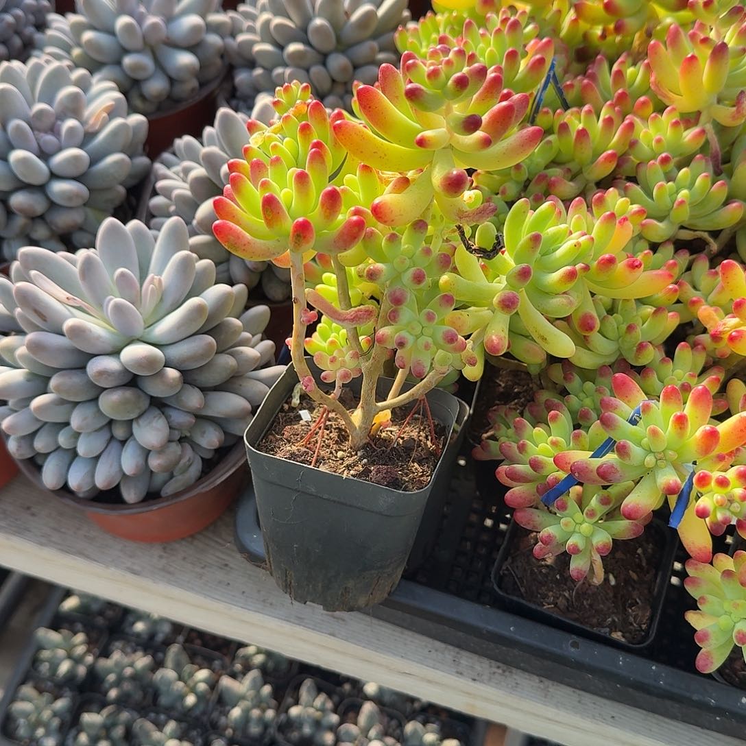 果冻乙女心炖藕植物