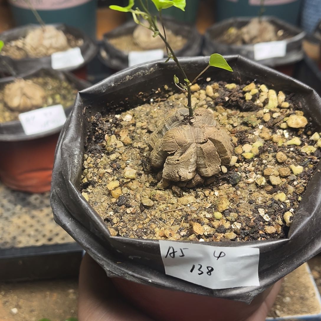 A5南非块根龟甲龙