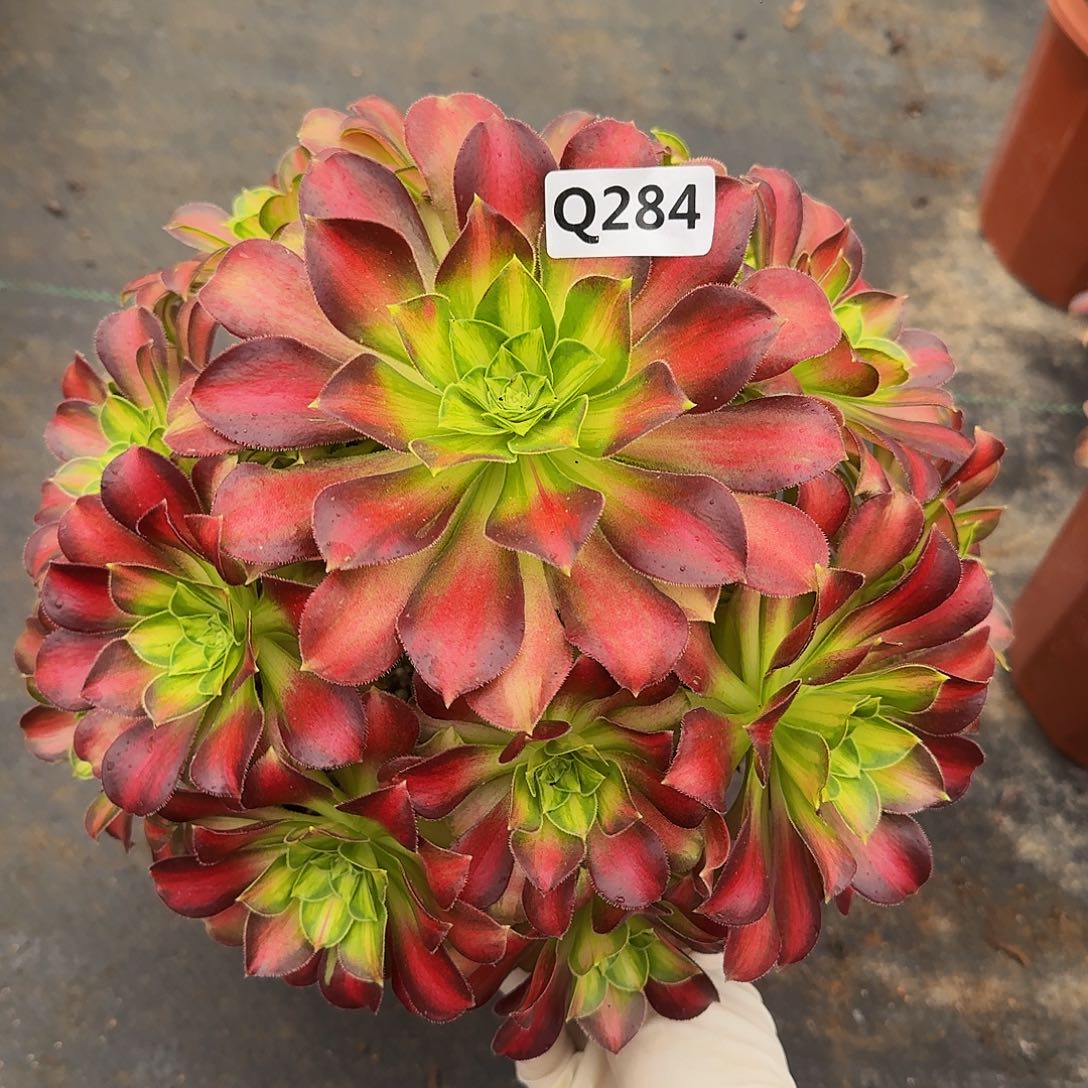 284韶华44冠服25左右