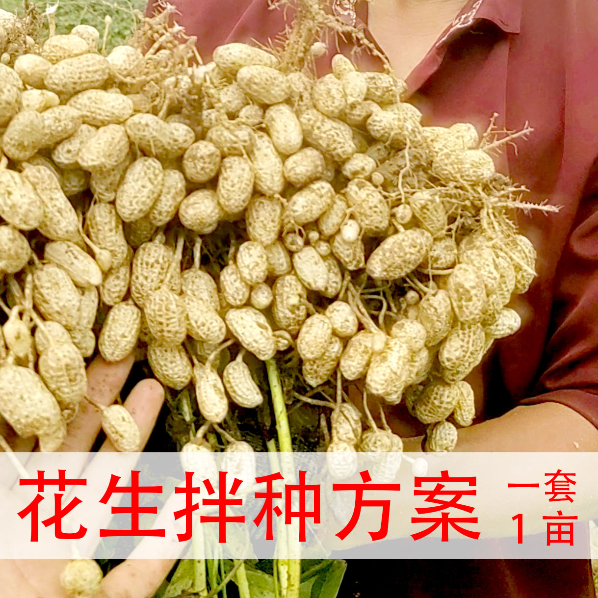 【李真农资】【1亩地量】花生拌种管理方案微生物菌剂