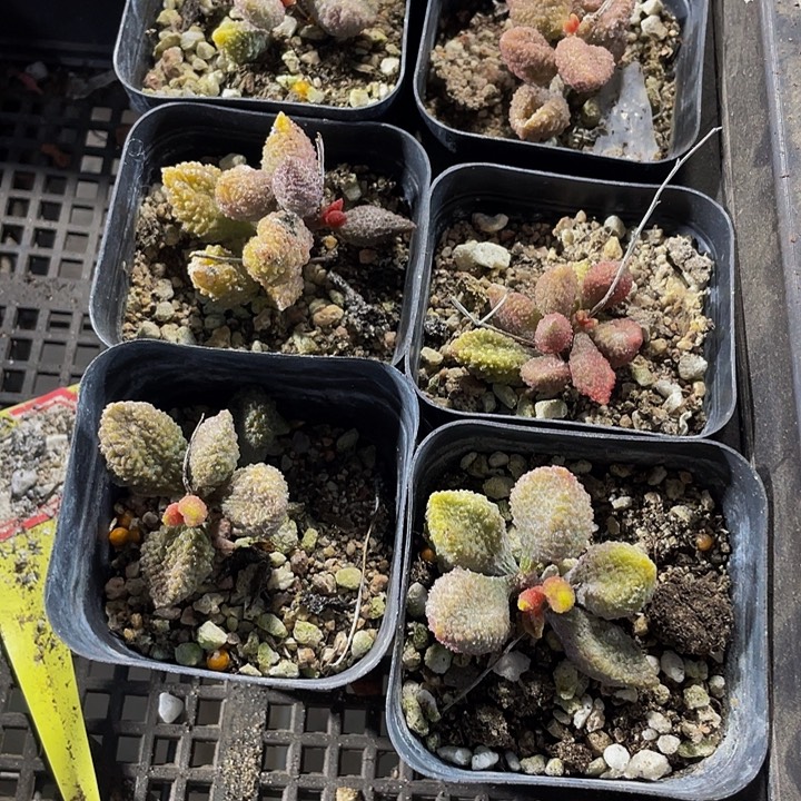 荔枝皮带盆土发货