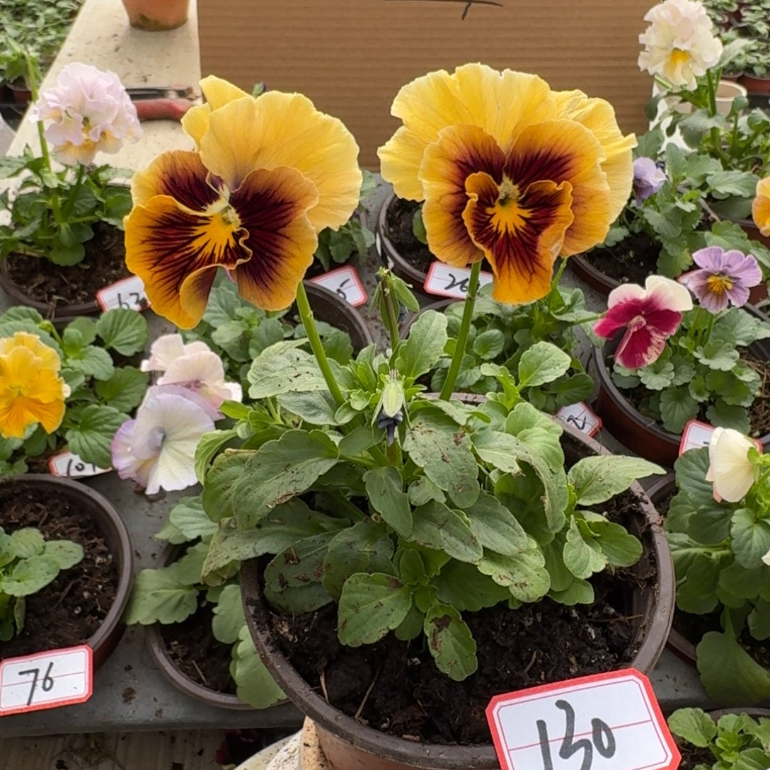 大部分花苞少量开放130