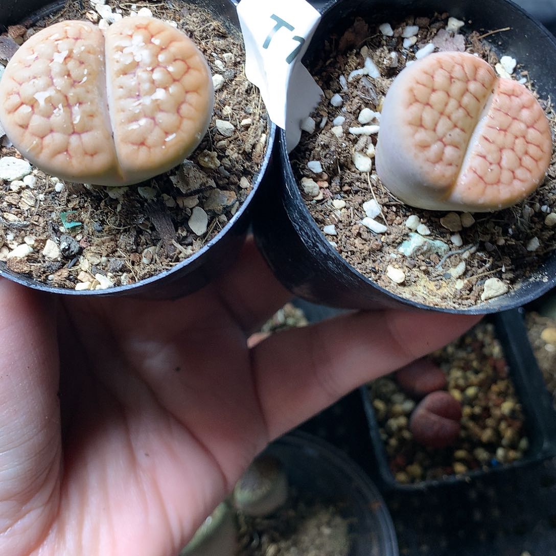 T19多肉植物保护