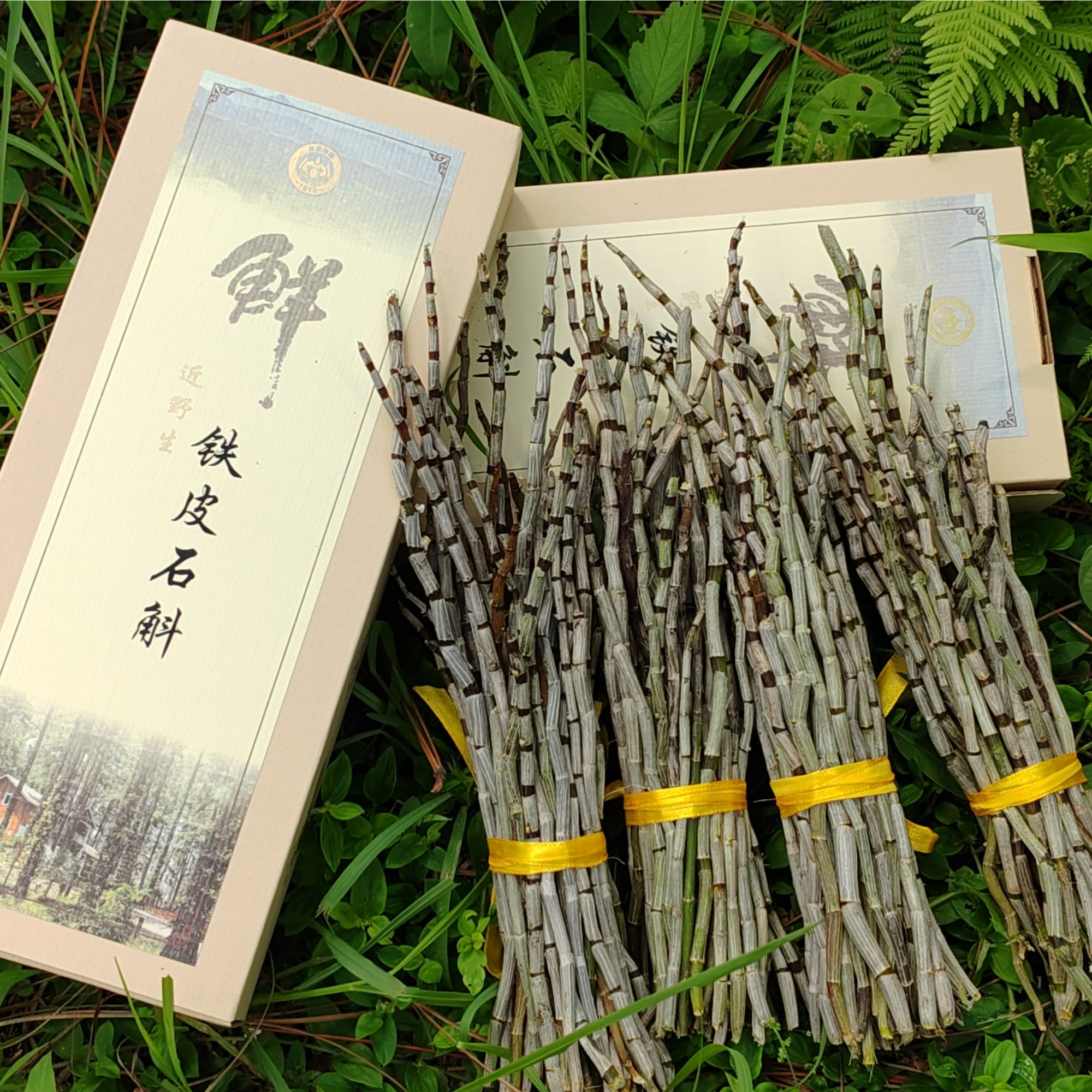 长乐林场【新鲜石斛】长乐林场仿野生高品质有机铁皮石斛鲜条