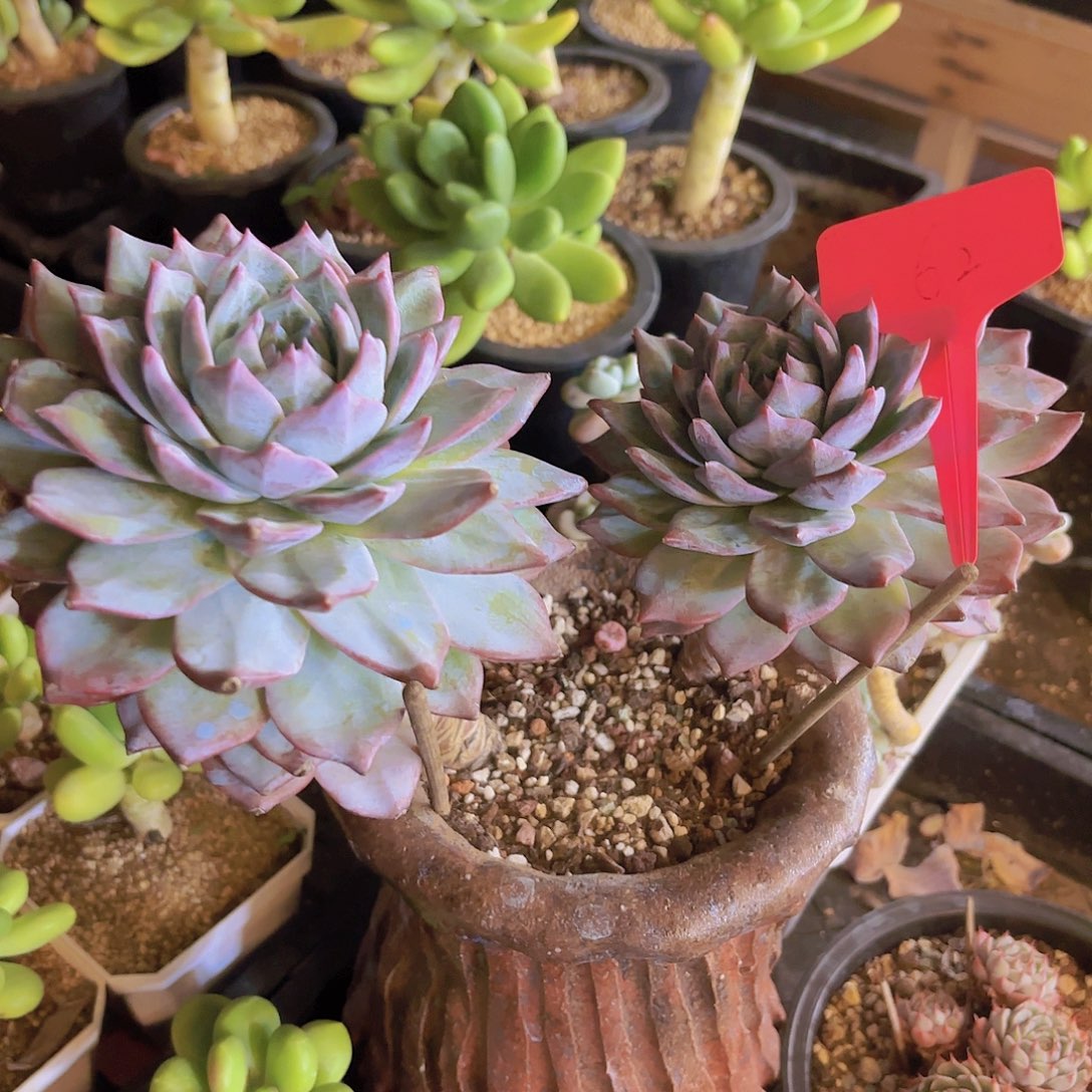 A***1云南精致家精品多肉