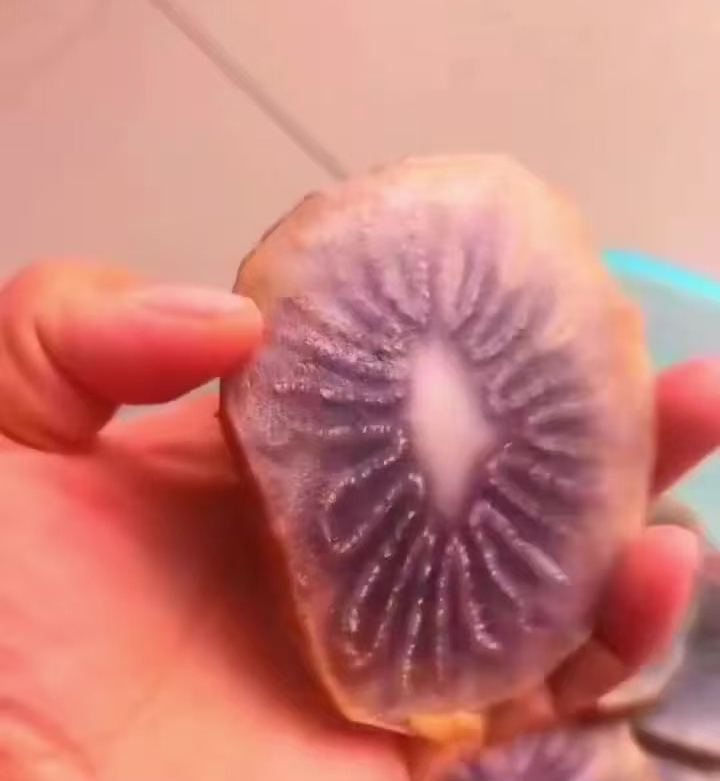 沙漠植物选货无坏果新货干净