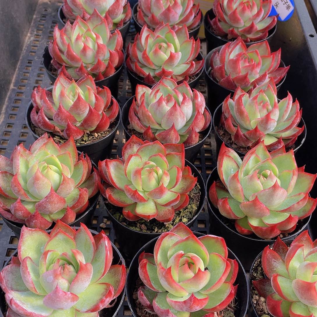 量拍31号 惊鸿仙子单头一个