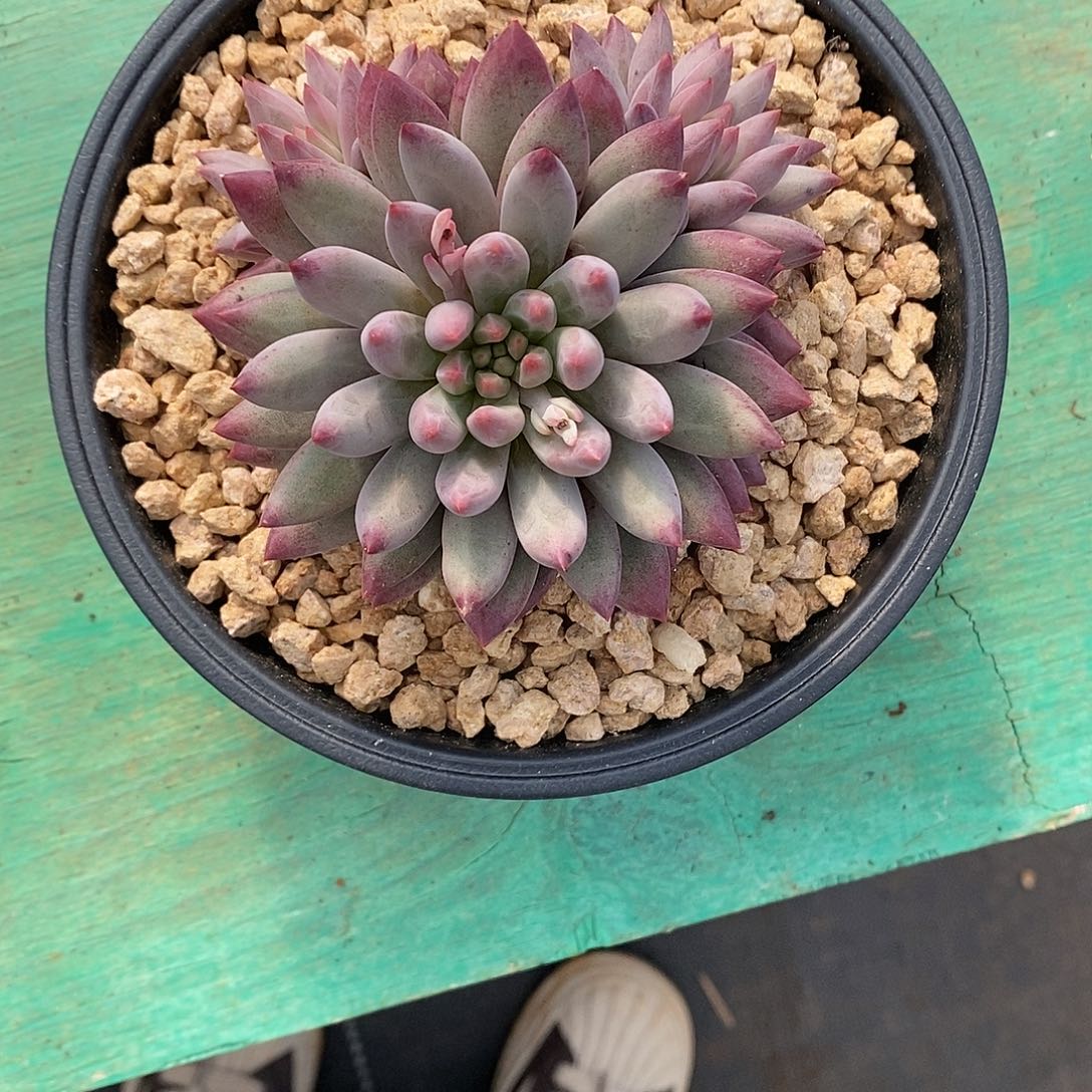 貔***81颗发货。          