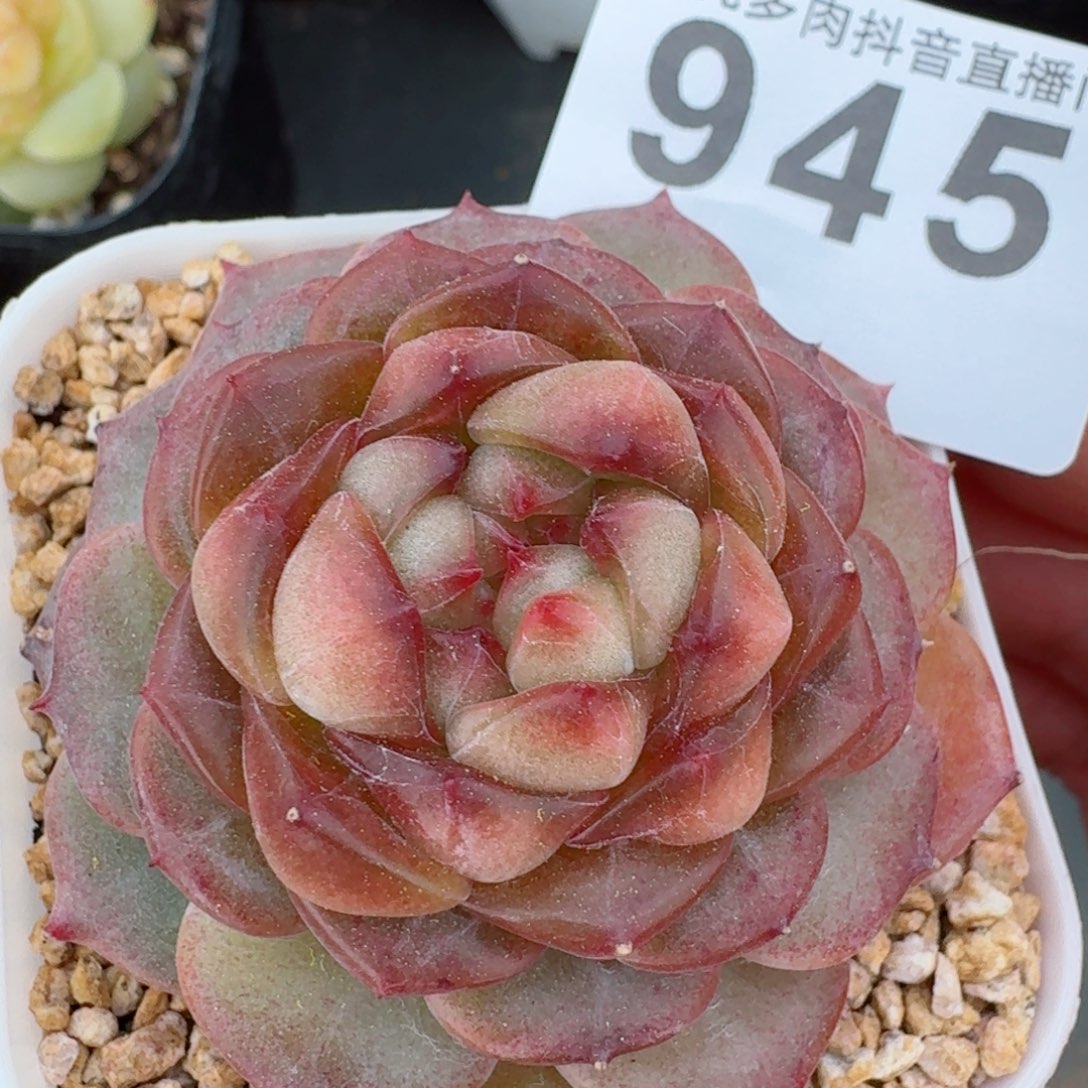 孤品珍妮         精品多肉