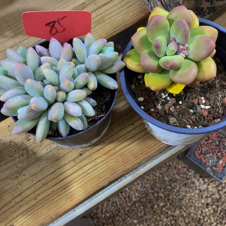 你就在家里吃好吧