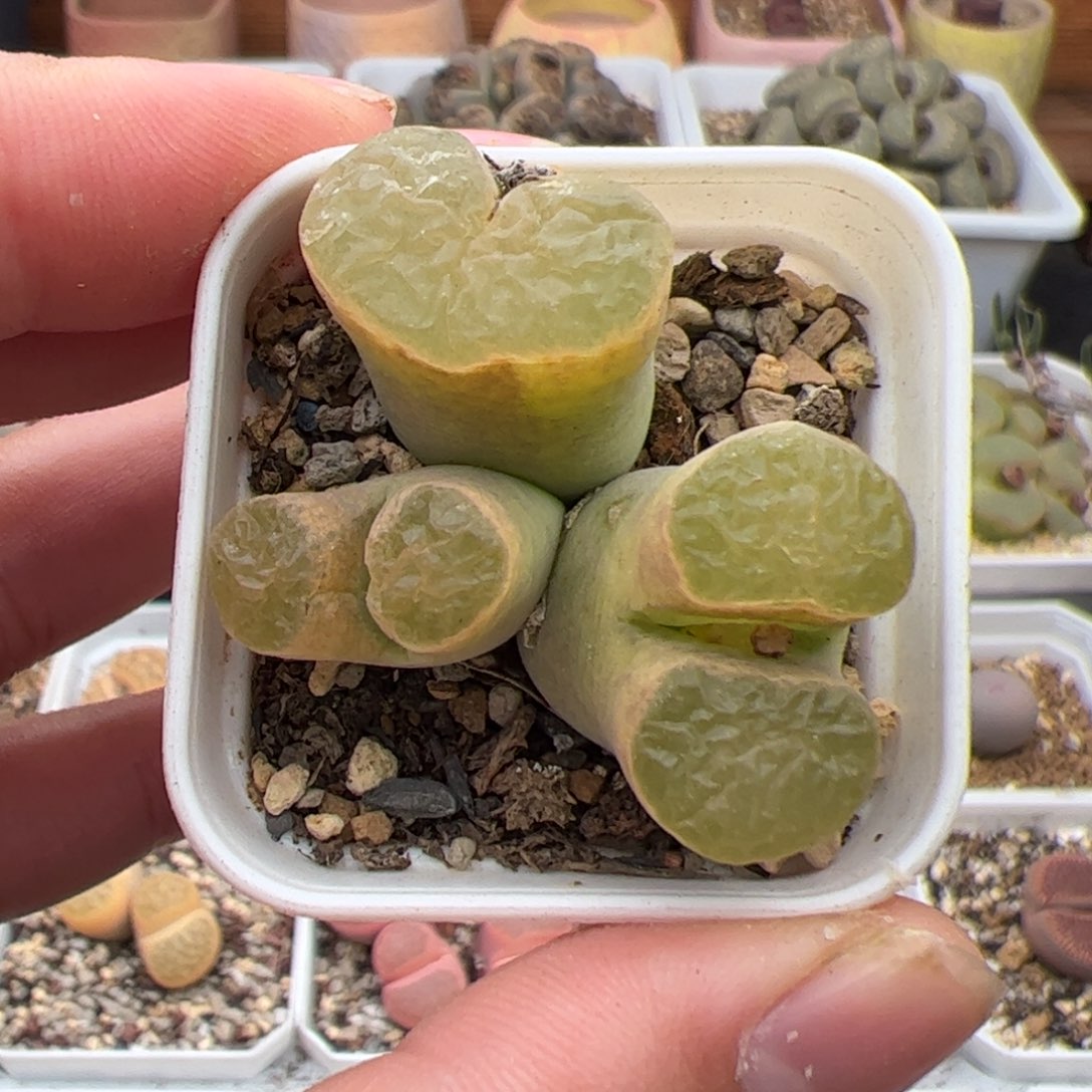 0358号磁铁 多肉植物