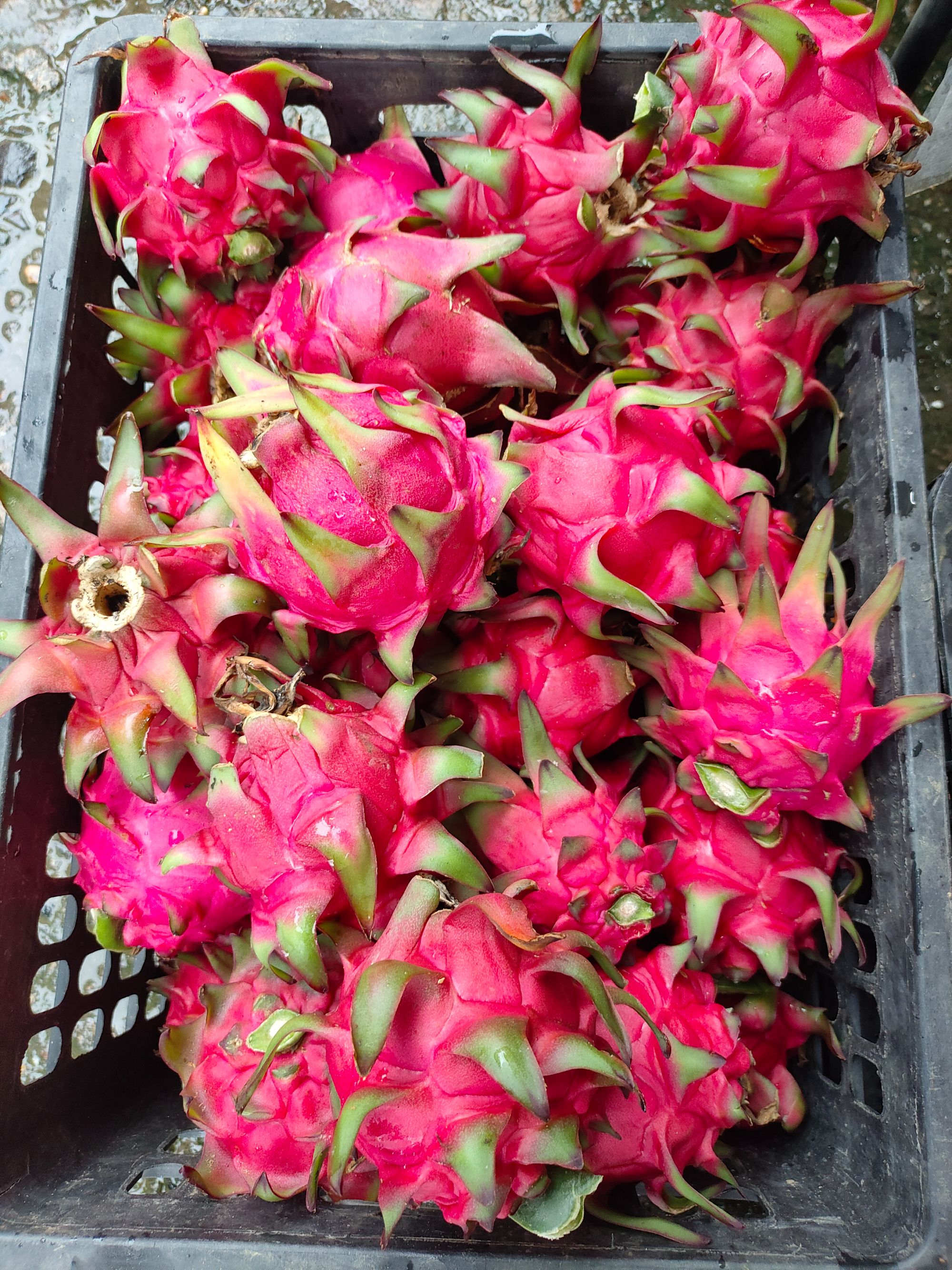 【东子】云南土特产-火龙果