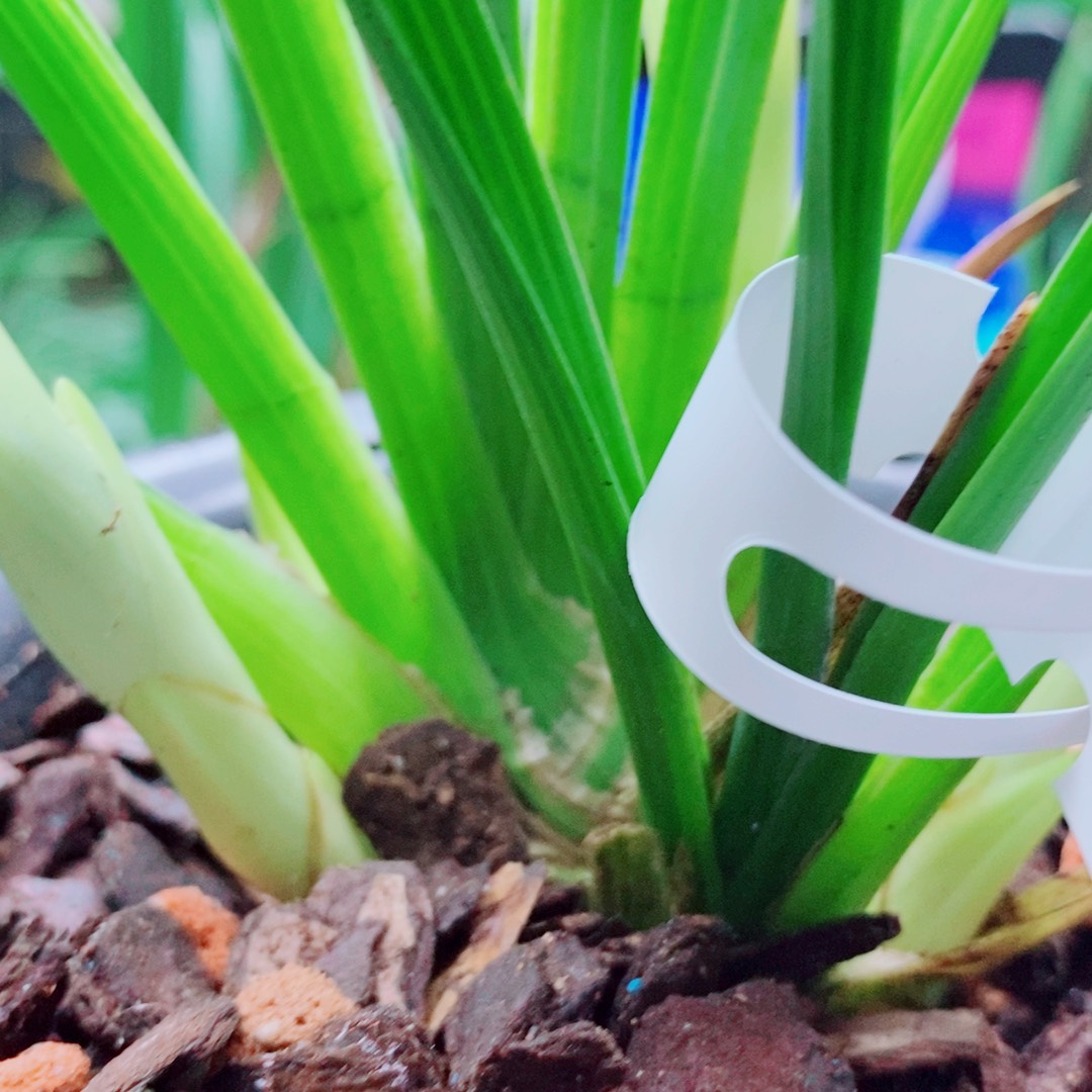 当前无花栽培后可以开花