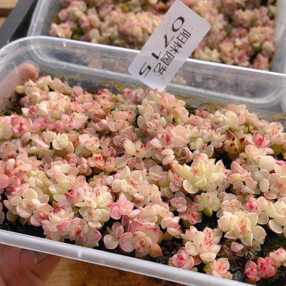 柚***噗多肉植物多肉植物715