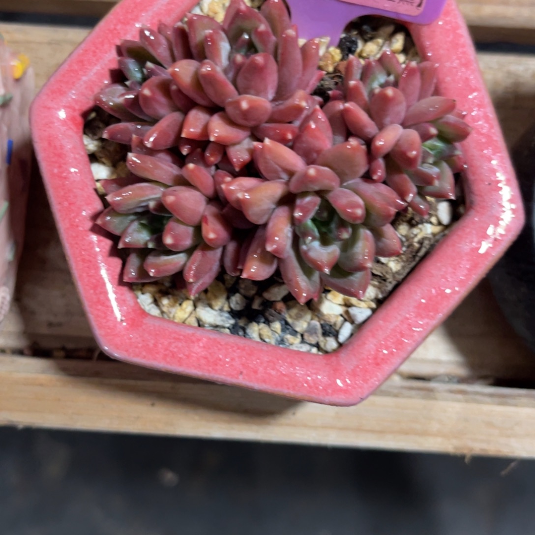 云尘多肉一物一拍725不含盆