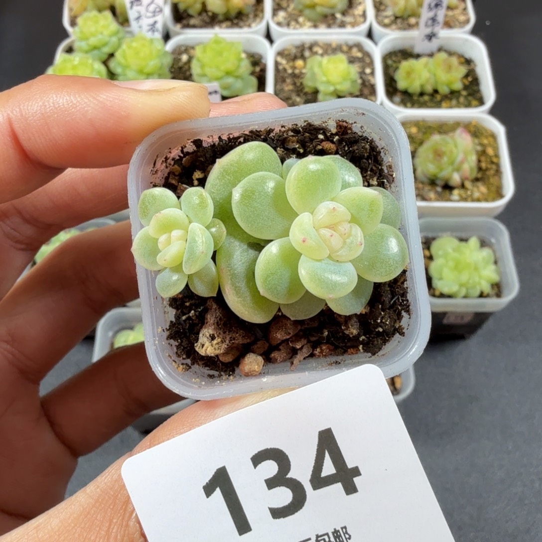 奶油财富双头一物一拍134