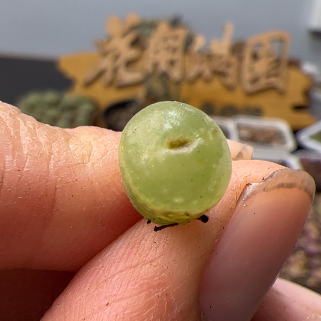 【闪购商品】000000007粉女