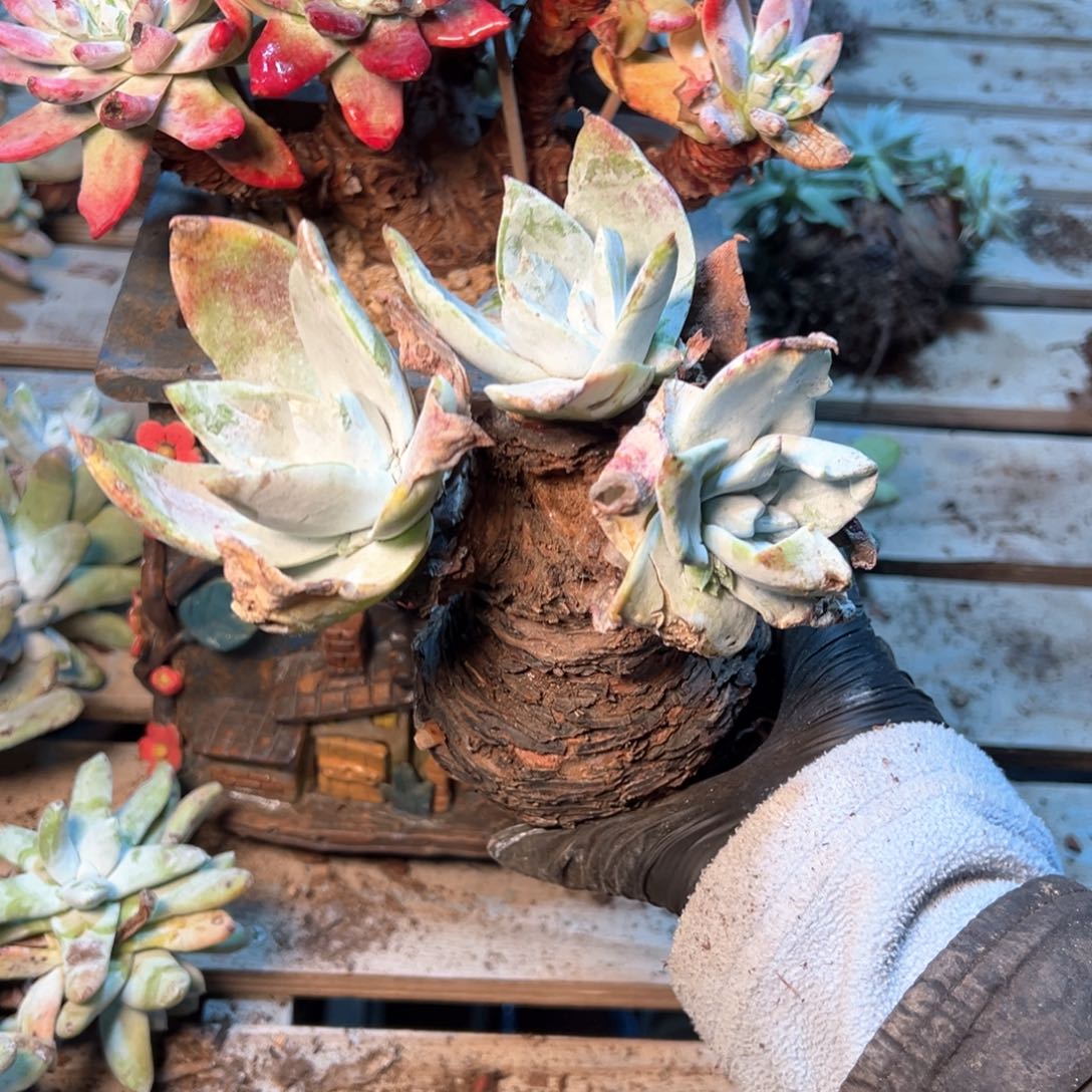 7906微瑕福利哈哈哈哈哈哈