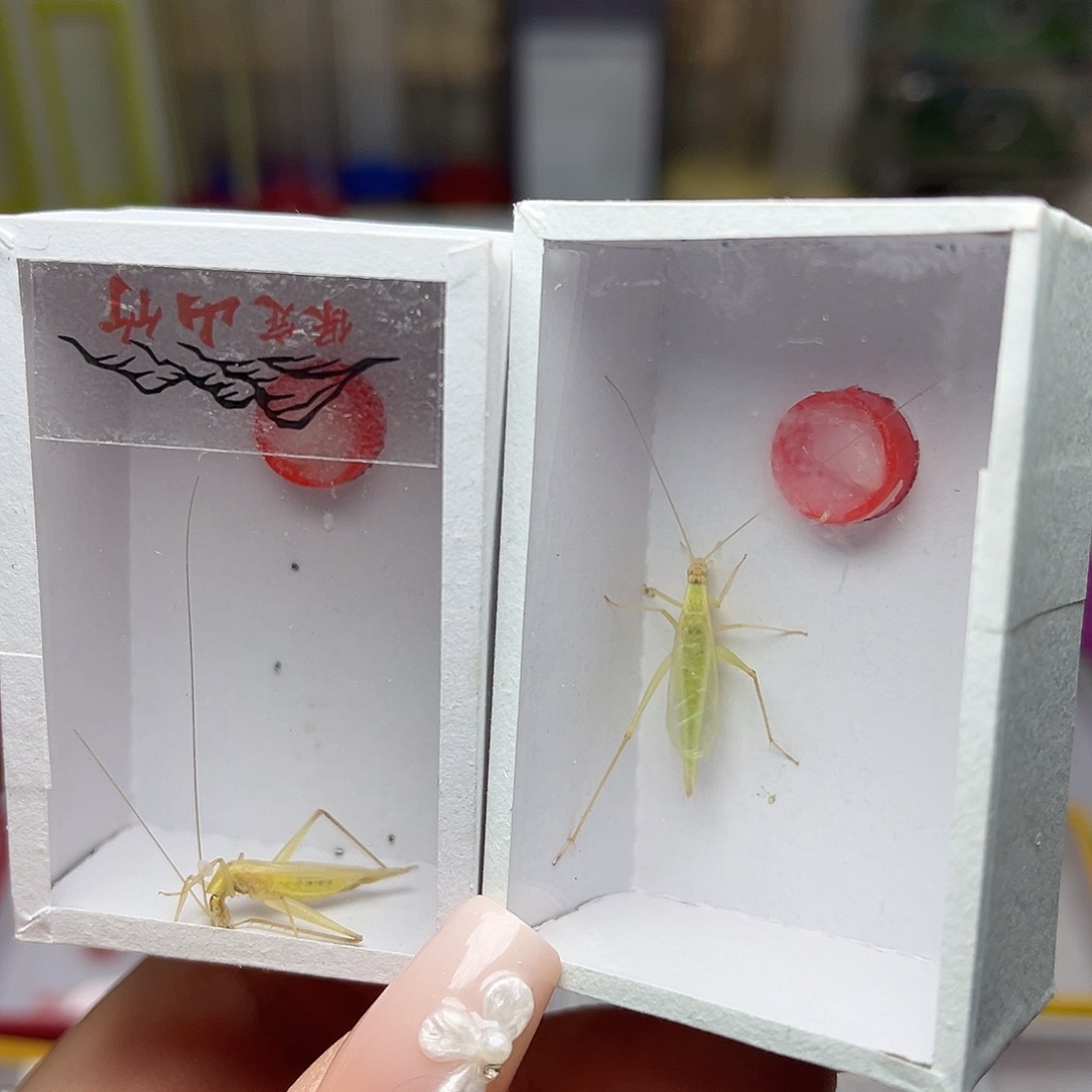 蚂蚁工坊青竹。山竹。  