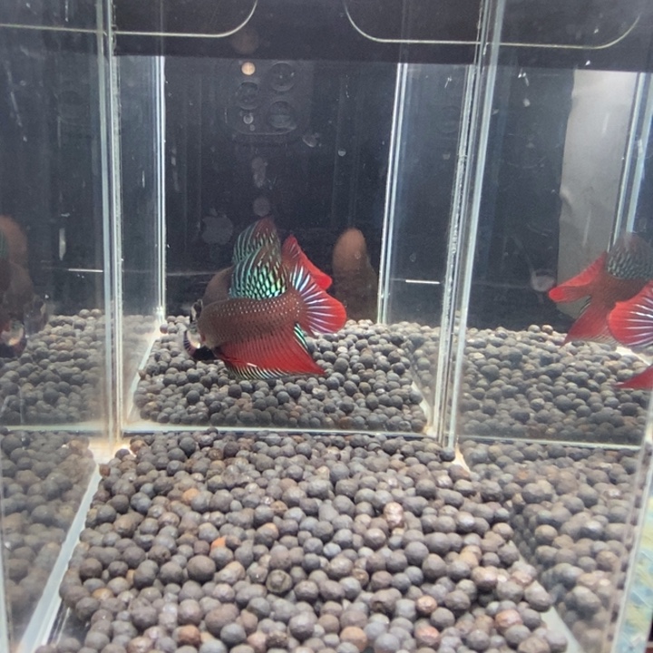 斗鱼泰国斗鱼161号