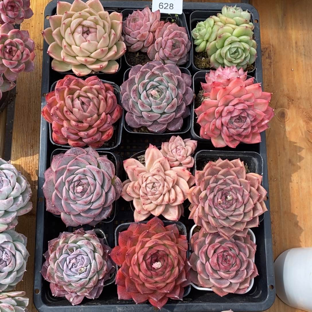 呼*不包整散掉头628