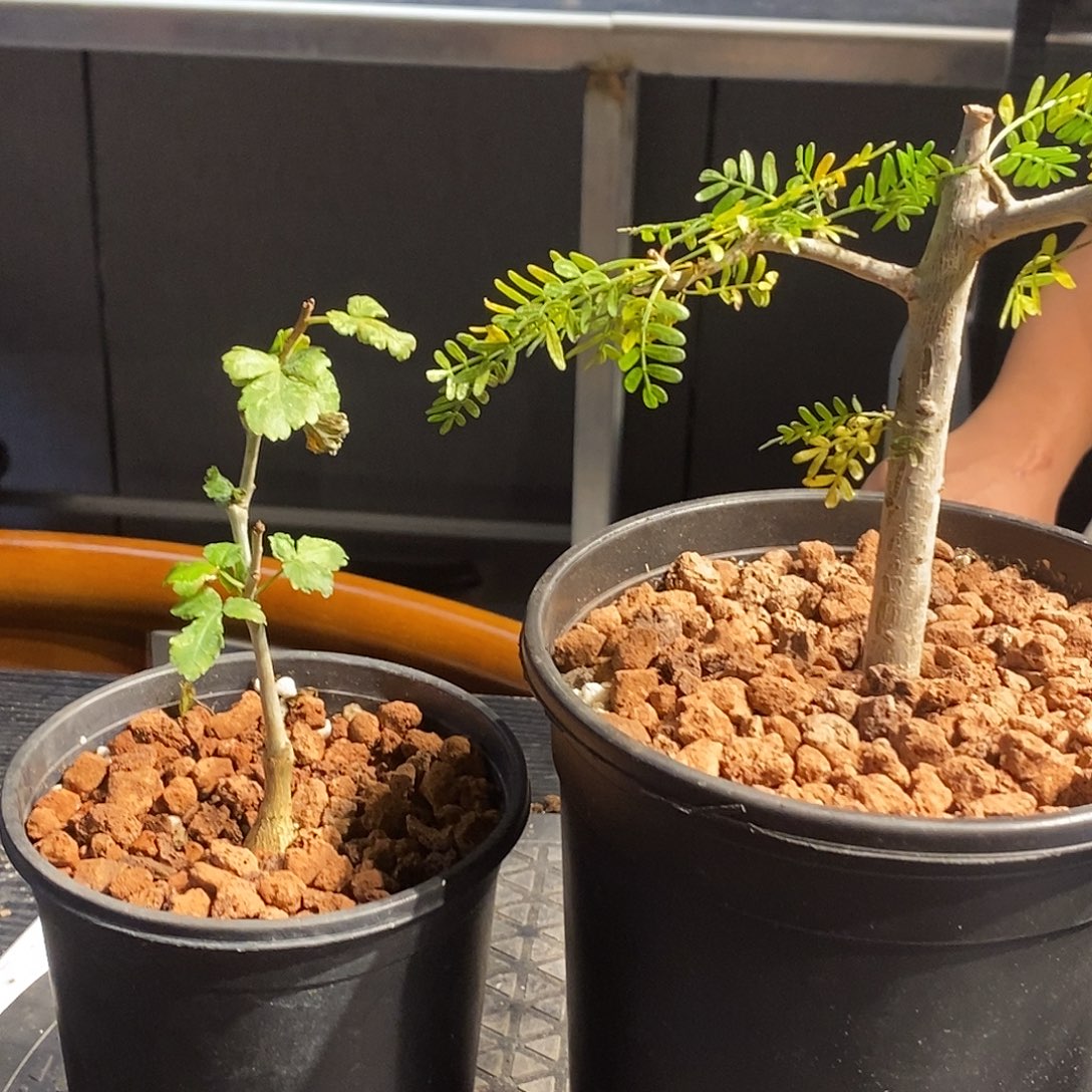 北美双子星带盆发货