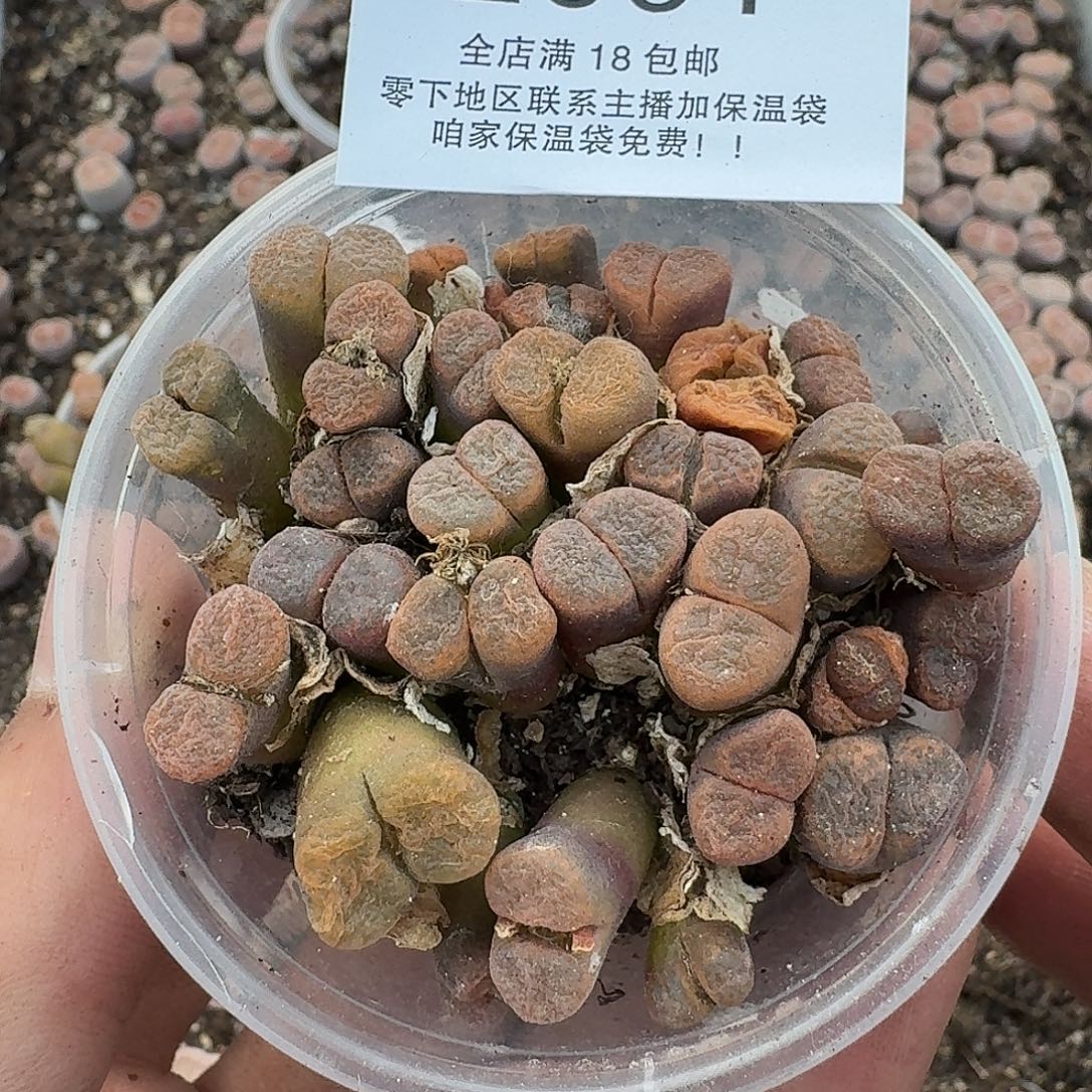 2531 哈哈哈哈哈哈哈