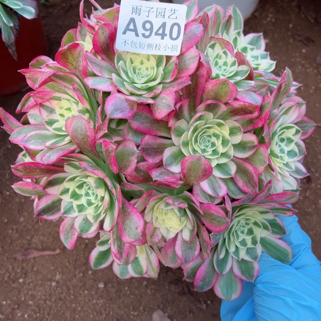 940玉姿尺寸22左右