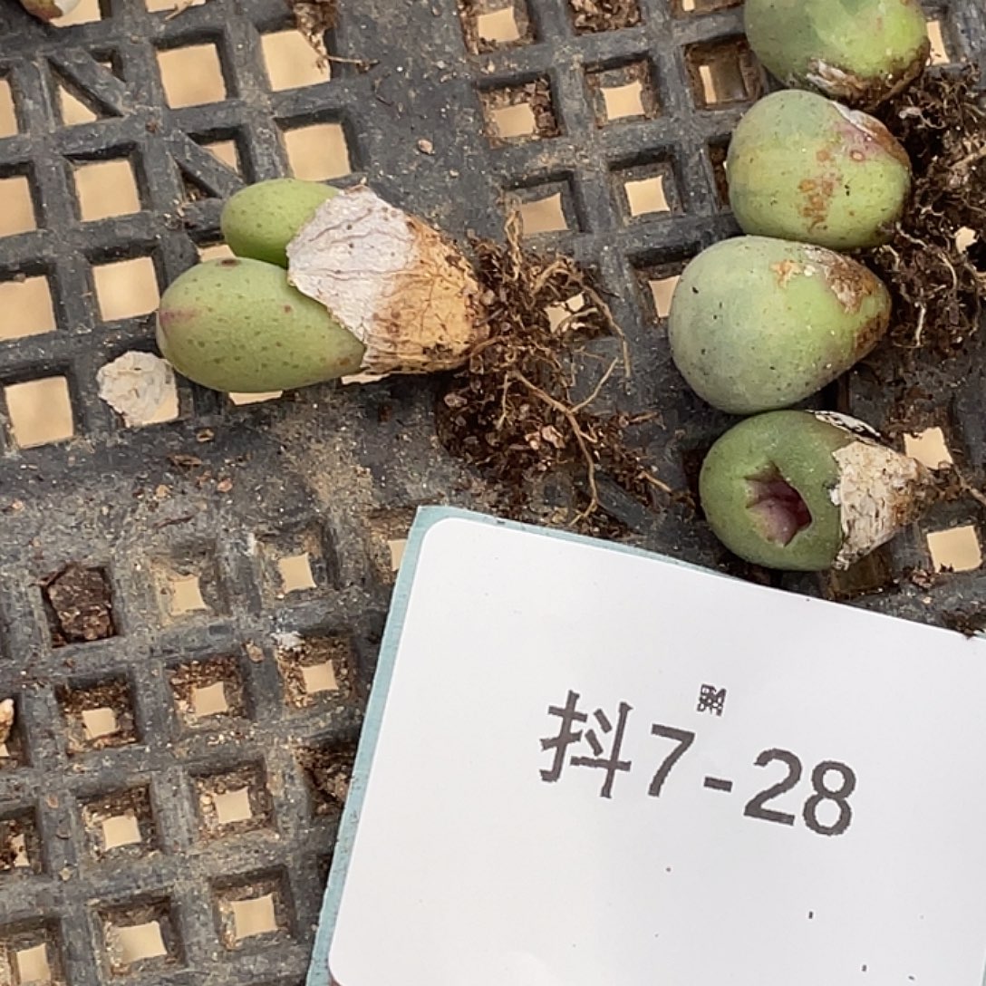 水***冻7-28肉锥多肉植物