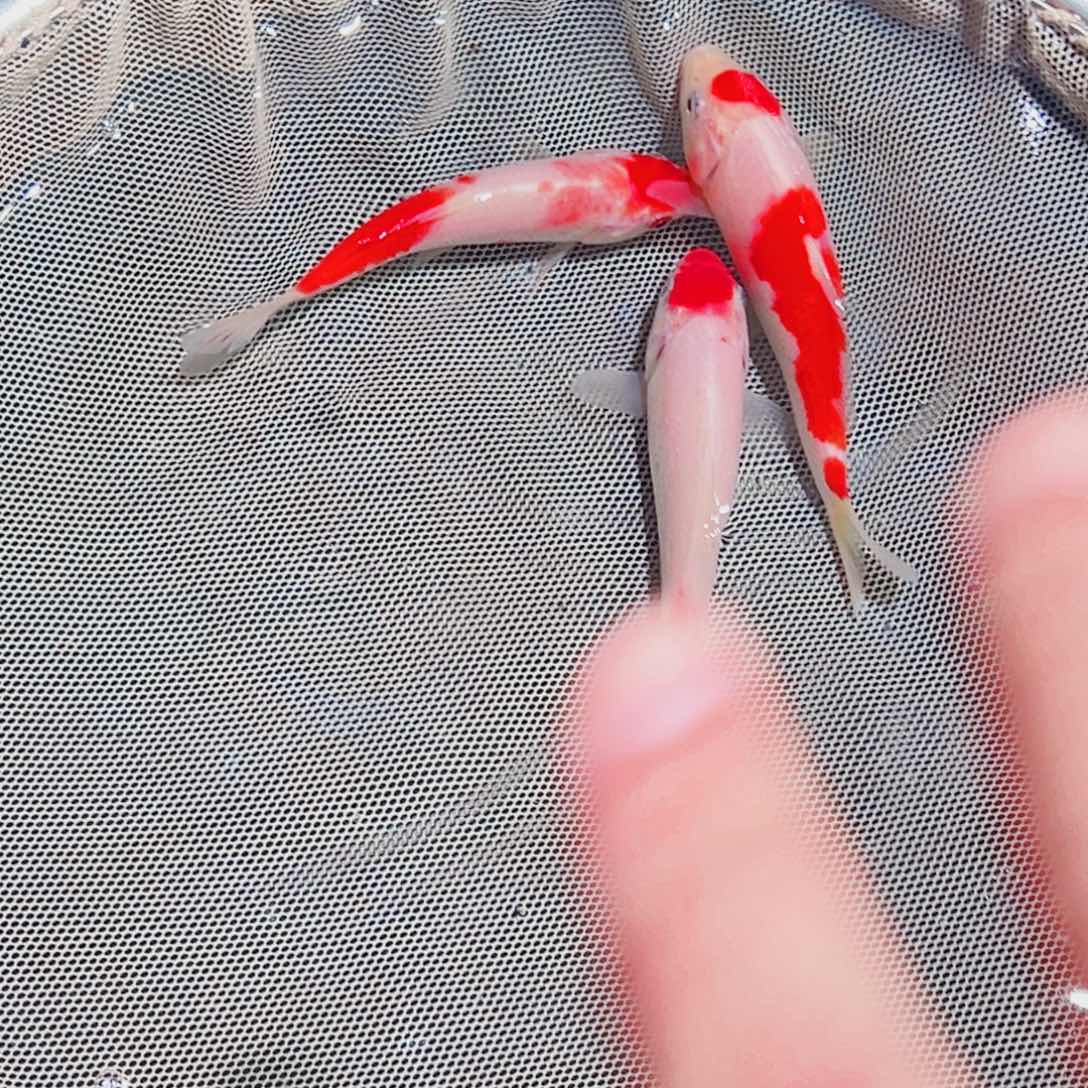 锦鲤锦鲤观赏鱼1111