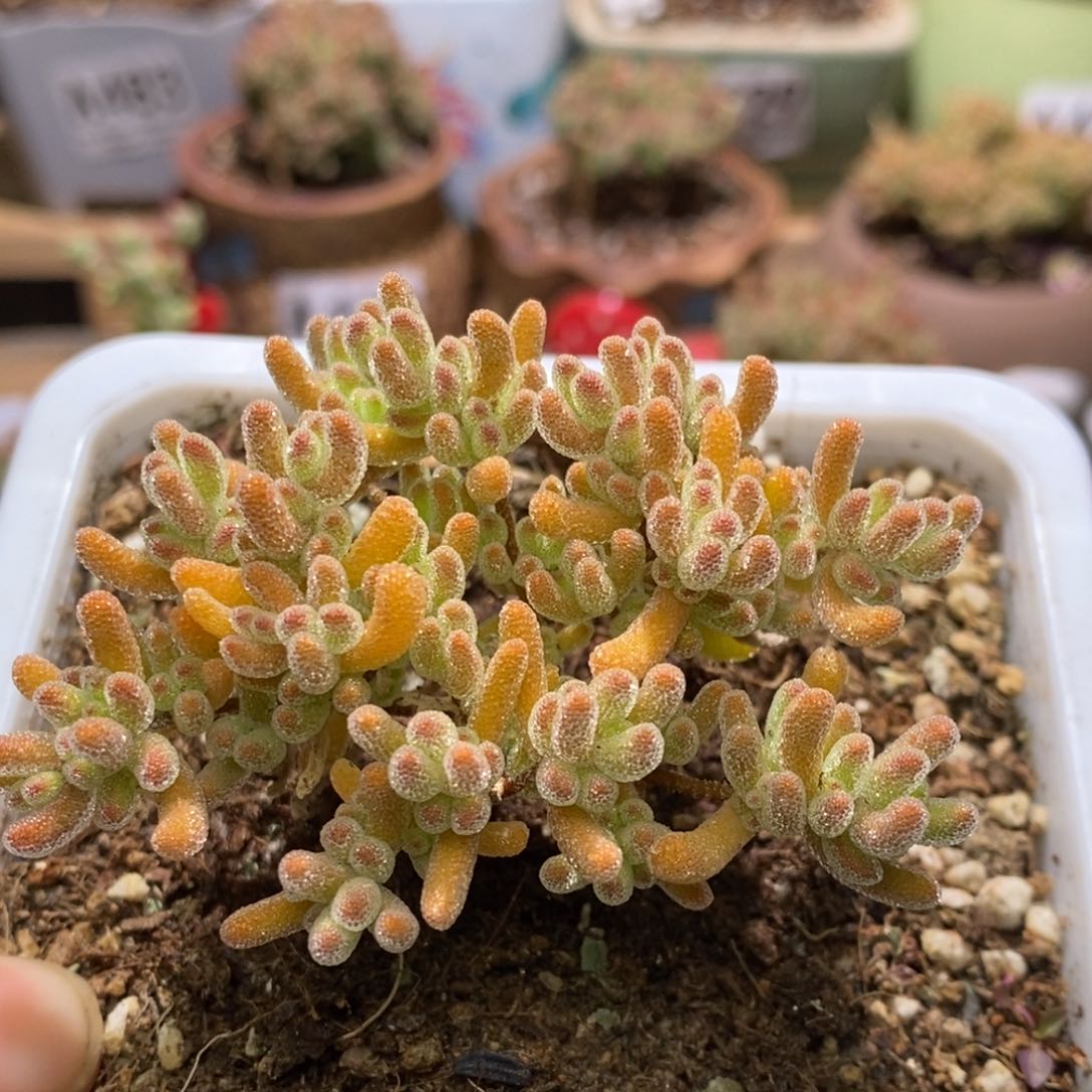 冰晶杂枝干番杏A495