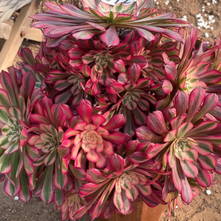 392多肉植物红铜白