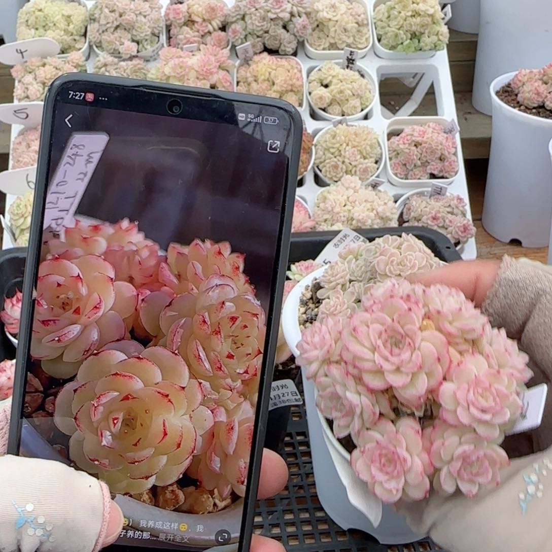 【闪购商品】0127-90（ttp-97）