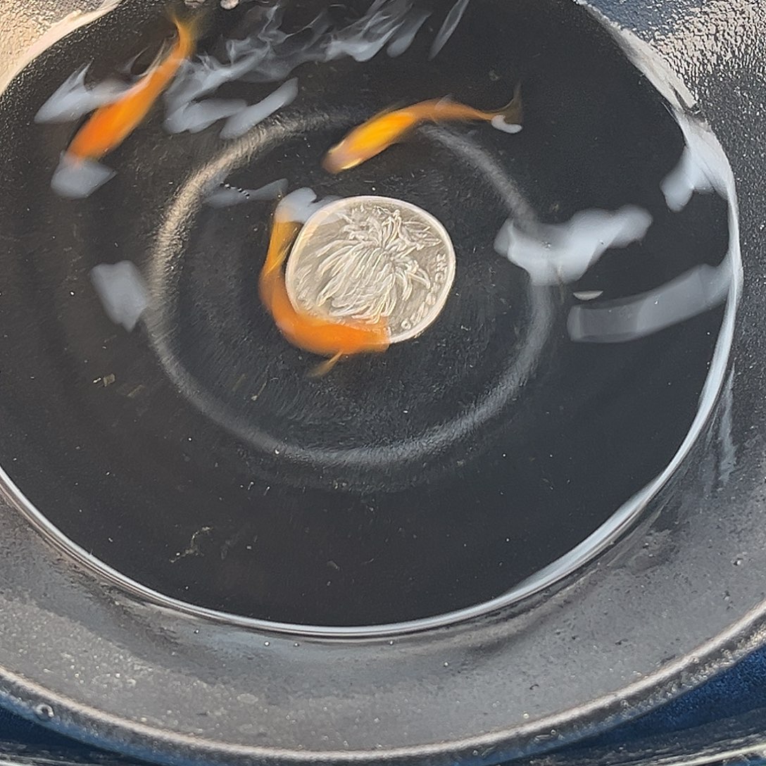 青鳉鱼松井长鳍贵妃3条40号