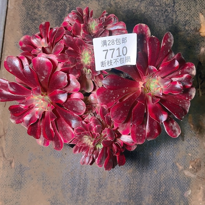 7710美杜莎缀多肉植物