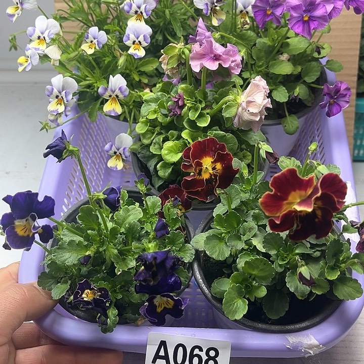 68号角堇清棚19.9米一筐