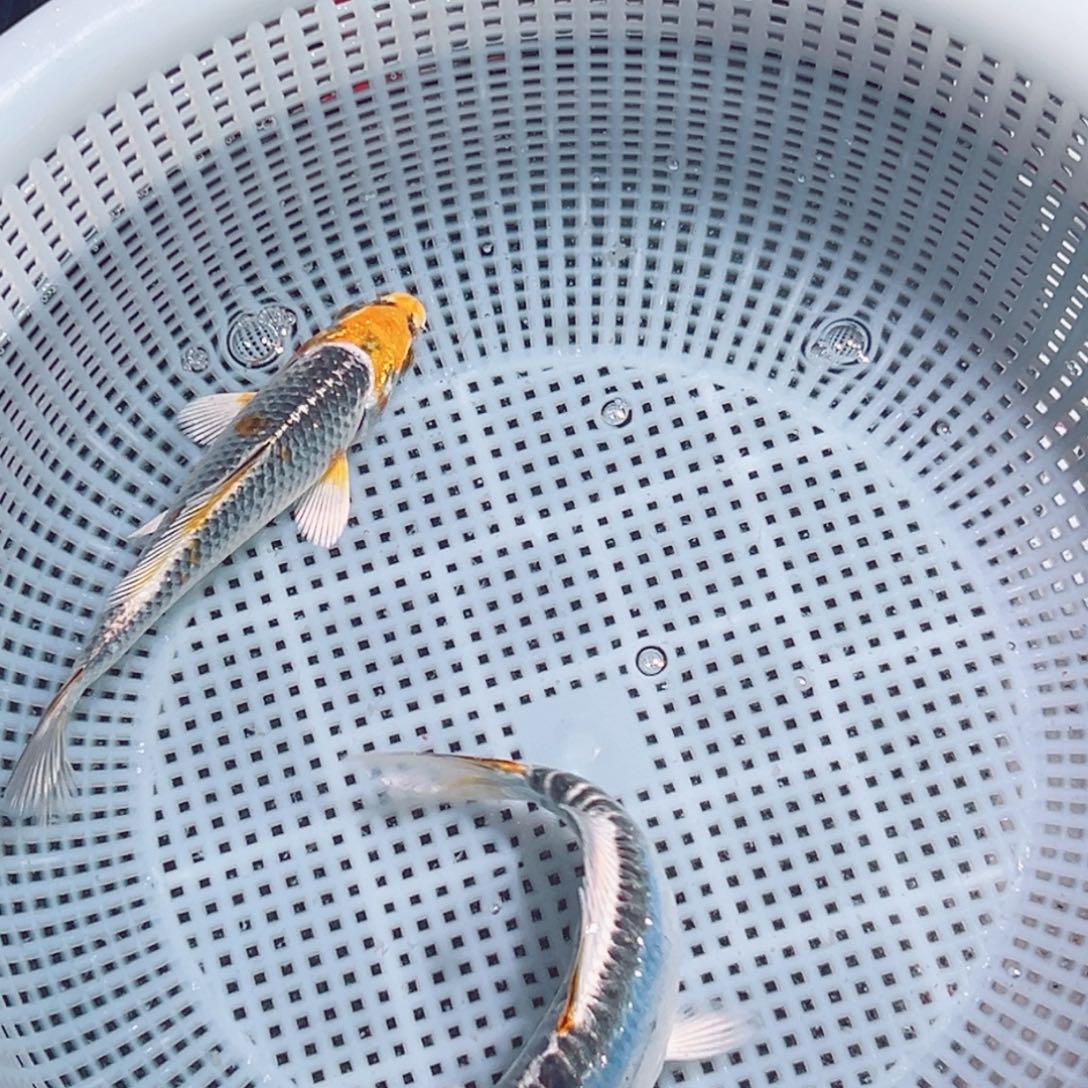 锦鲤锦鲤观赏鱼1111