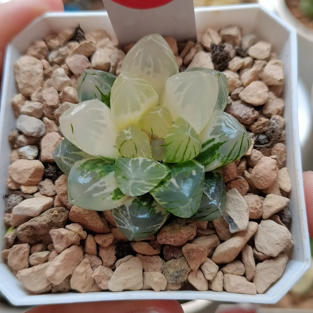 203号OM玉露锦一物一拍带盆土发货