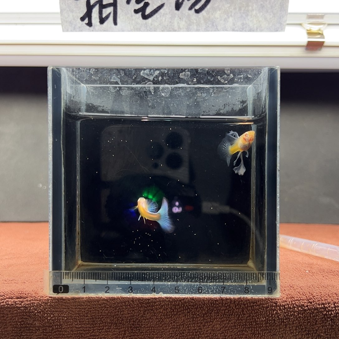 孔雀鱼蓝白大c一对