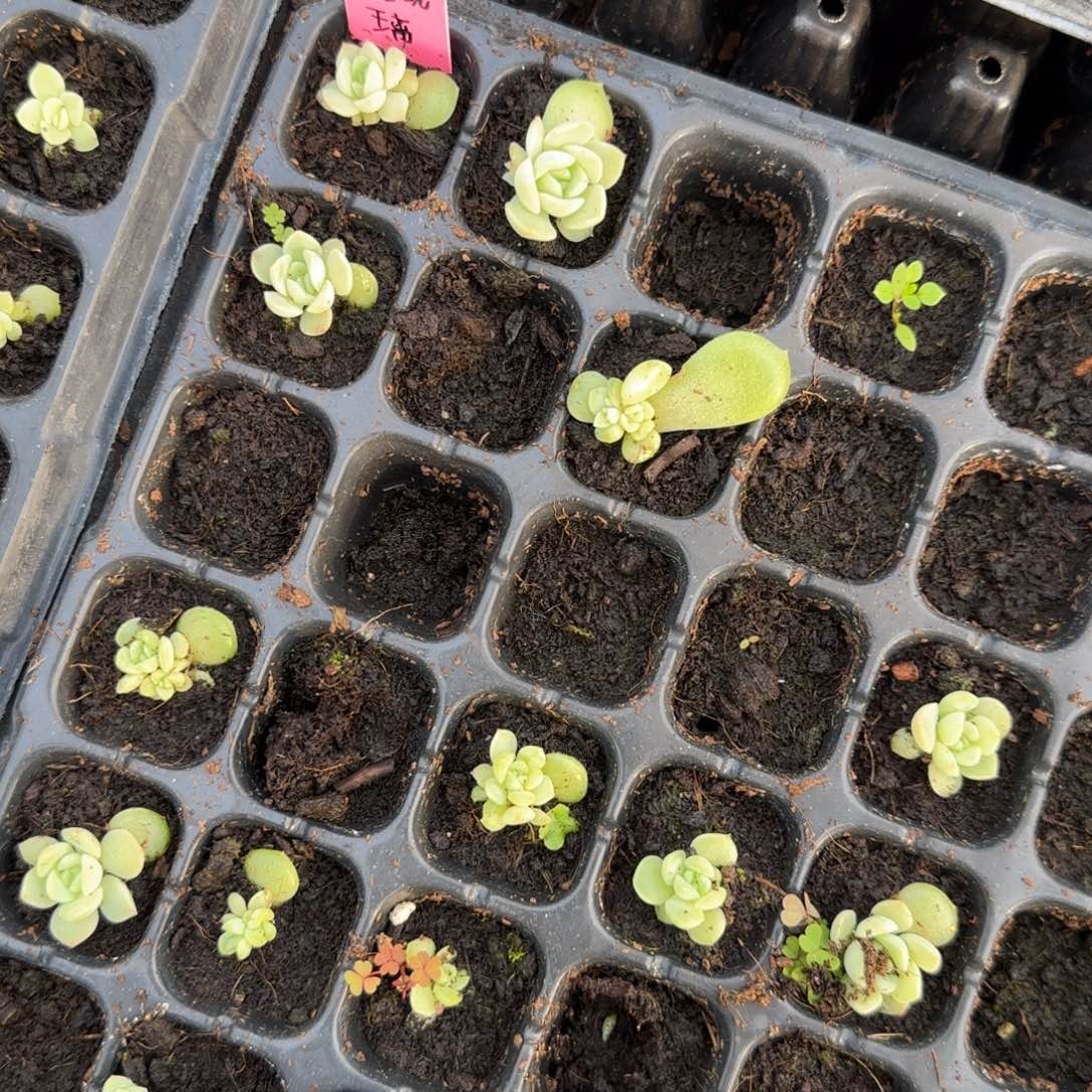 碧琉璃穴一个满25包邮