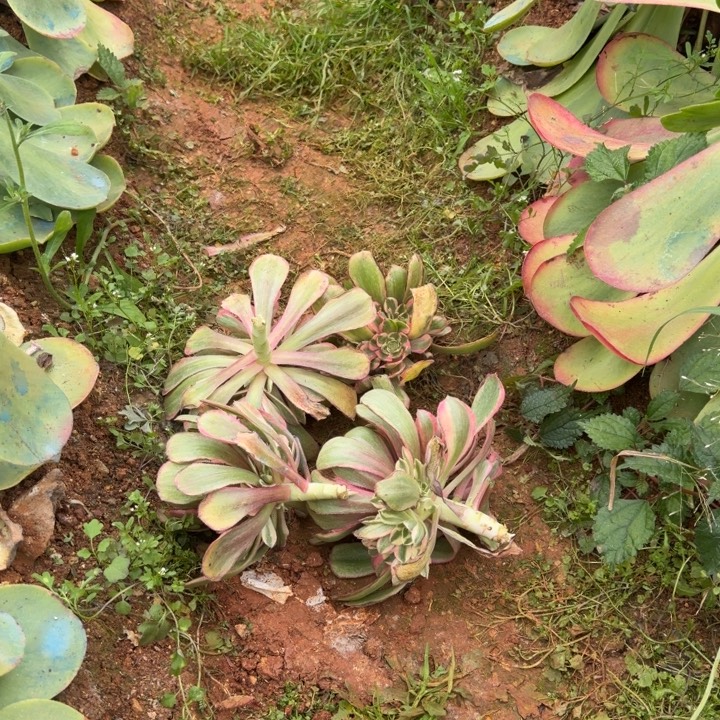 粉冠嫁接9.9啊啊啊