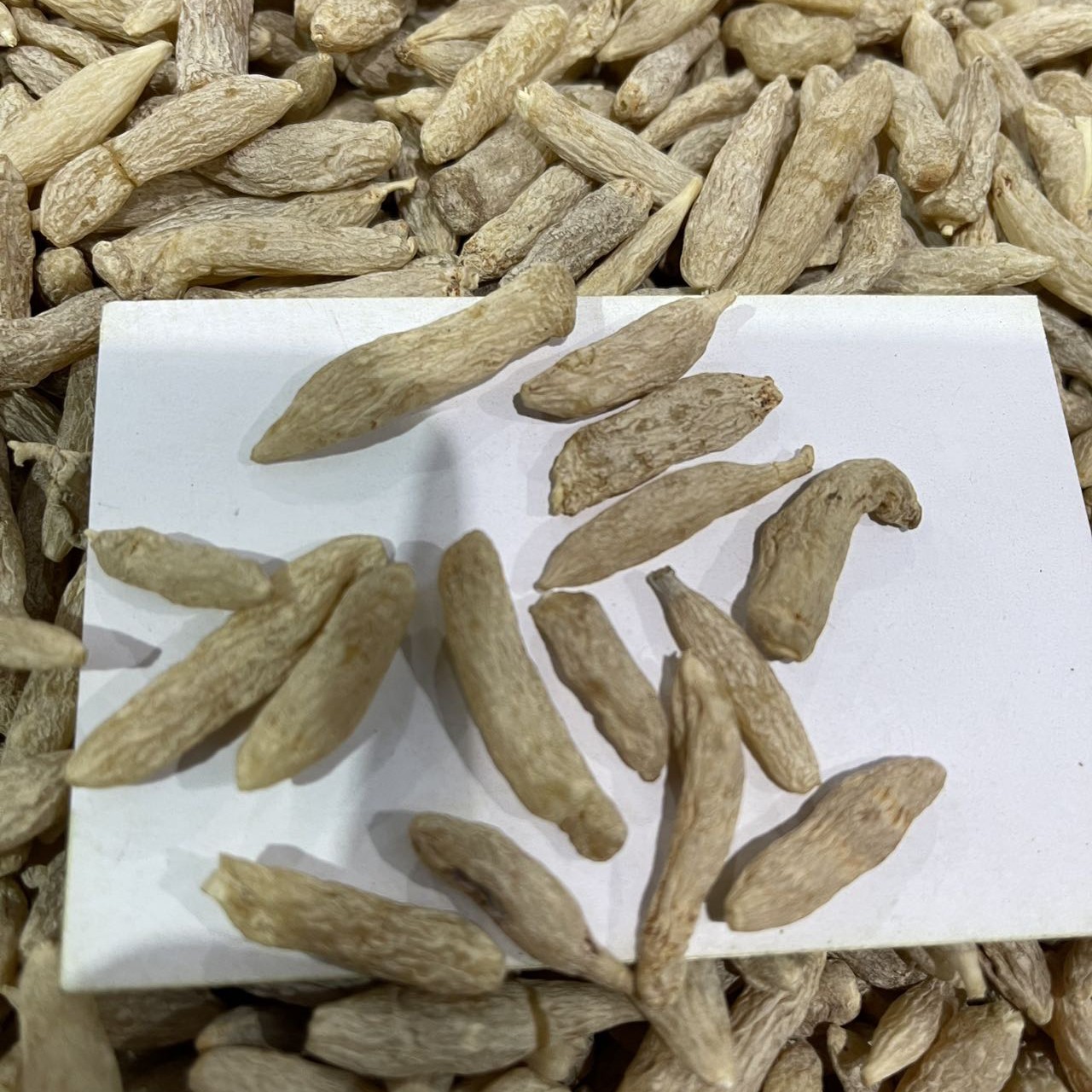 长白山产地大山里的麦冬