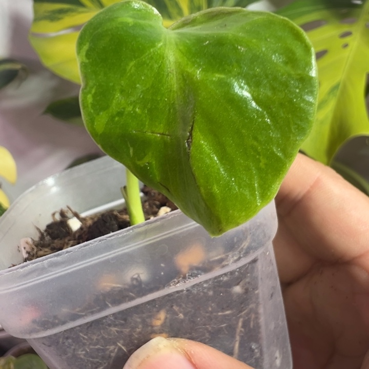 已***方完全开放龟背竹种子苗