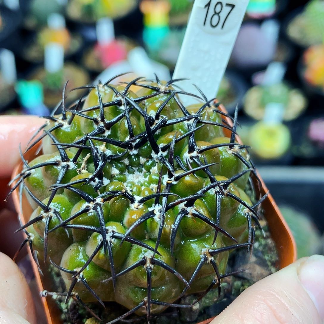 非偏远地区满25包邮仙人球