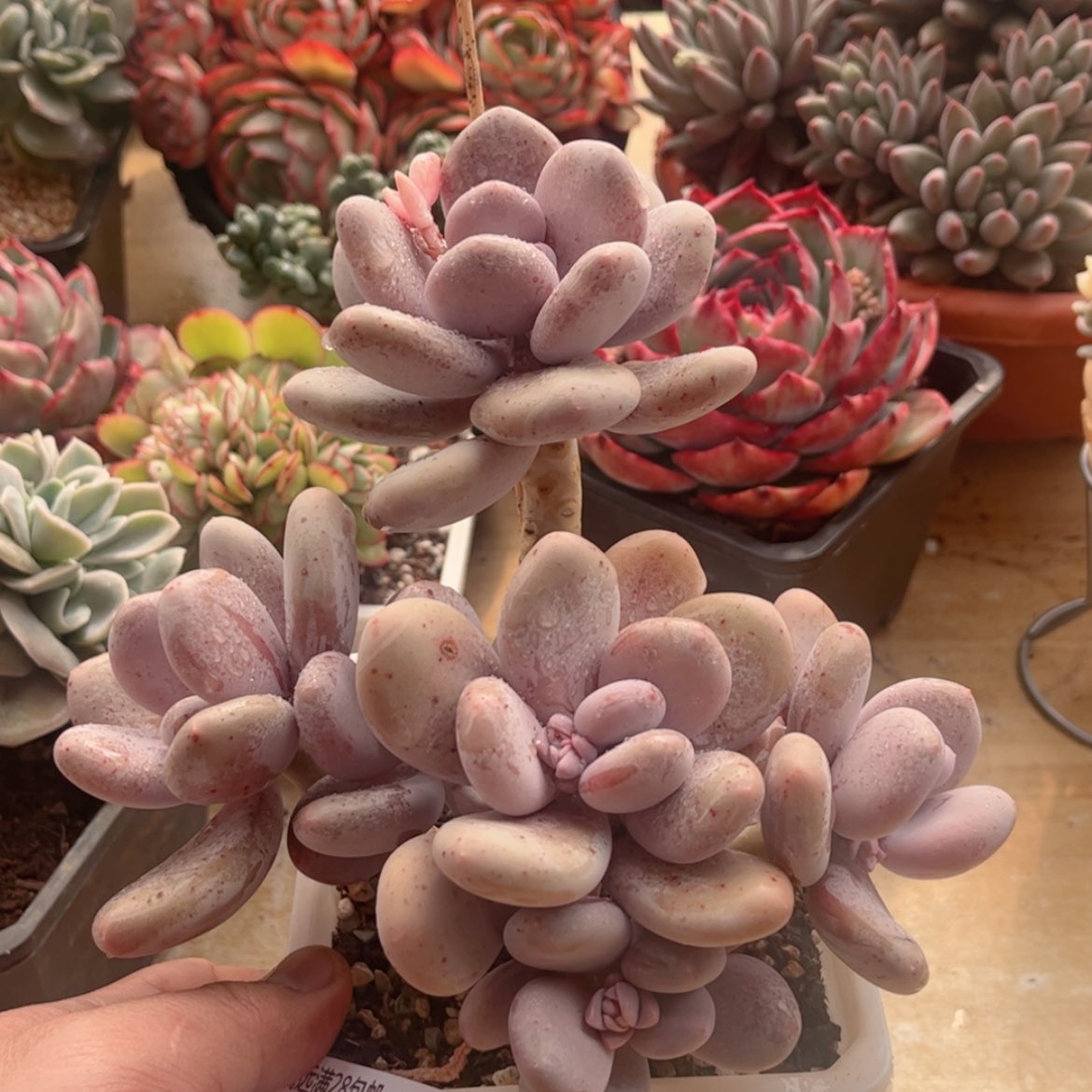 【闪购商品】047大叶奶